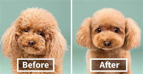 128 Dogs Before And After Their Haircuts (Add Yours) | Bored Panda