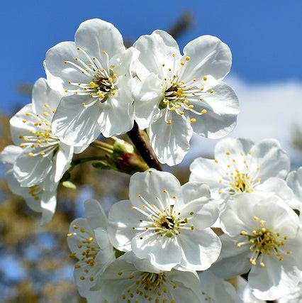 Bing Cherry Tree | New Blooms Nursery