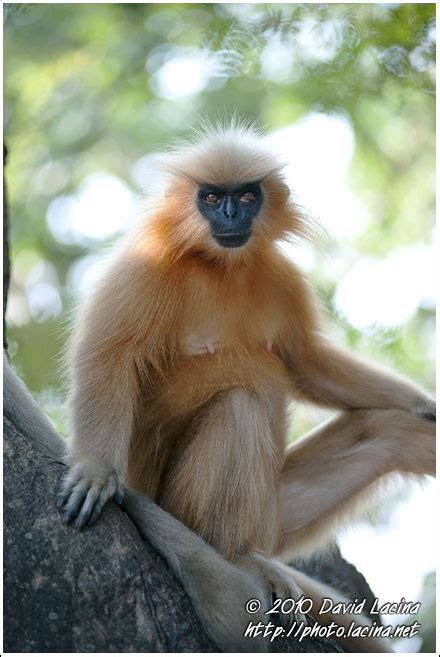 Travel Photo Gallery - Golden Langur, India