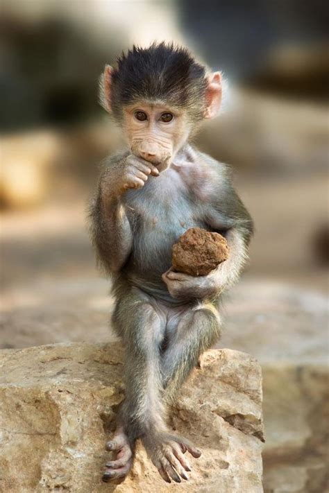 a small monkey sitting on top of a rock holding a piece of food in his hand