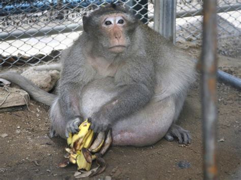 Uncle Fat the morbidly obese monkey placed on diet in Thailand after junk food binge | The ...