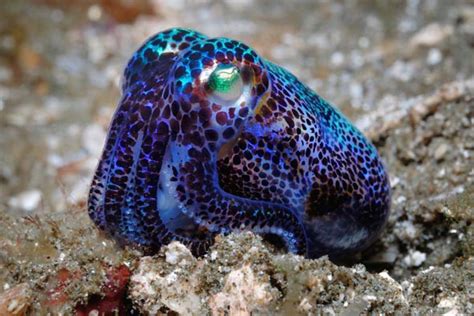 Bobtail Squid | The Life of Animals