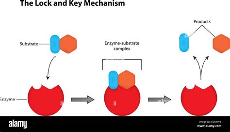 The Lock and Key Mechanism of Enzymes Stock Vector Image & Art - Alamy