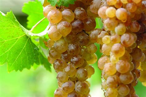 The Economic Potential of Georgian Wine | Marani