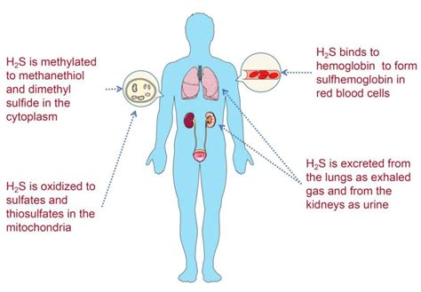 Hydrogen Sulfide and Its Donors: Keys to Unlock the Chains of ...