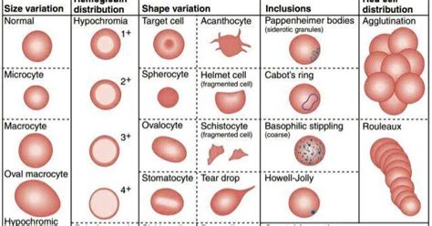 Lecture Notes in Medical Technology: Lecture #3: The Red Blood Cells