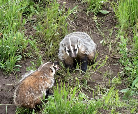 Badger Cubs Photograph by Carolyn Fox | Fine Art America