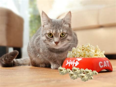 Can Cats Eat Popcorn | Organic Facts