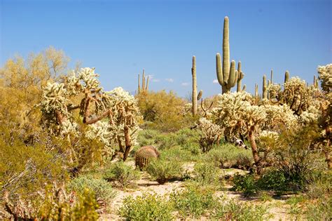 Arizona Feb. 2012 photo by Ted Spurgeon | Cool plants, Desert plants, Photo