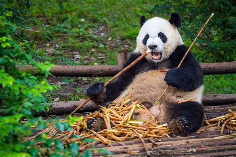 Where to see pandas in China as it plans for a Giant Panda National Park