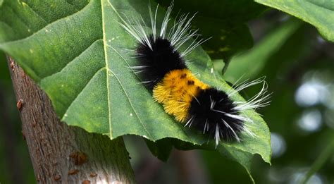 Symbolic Woolly Caterpillar Meaning on Whats-Your-Sign