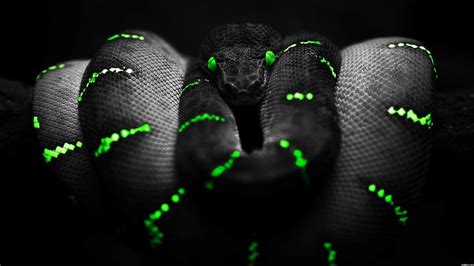 Snake 1080P, 2K, 4K, 5K HD wallpapers free download | Wallpaper Flare