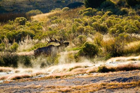 Bull Elk Bugling | Cindy Goeddel Photography, LLC