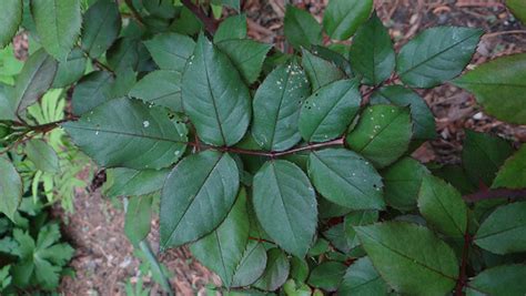 Rose leaves eaten by sawflies – EcoIPM