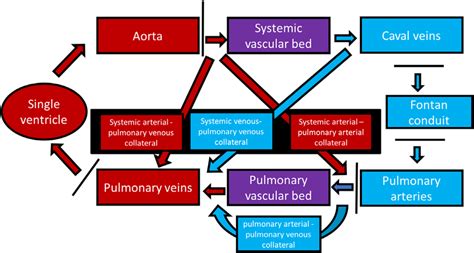 Schematical overview of the Fontan circulation including different ...