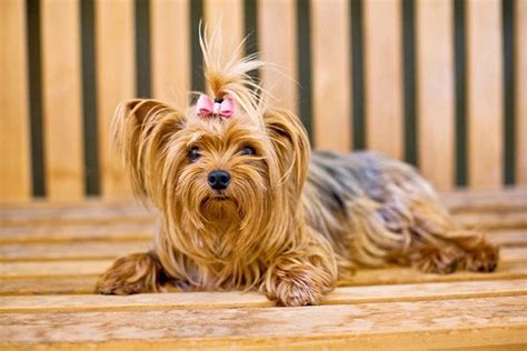 pink hairbow on adorable yorkie | Dog photograph, Pets, Yorkie