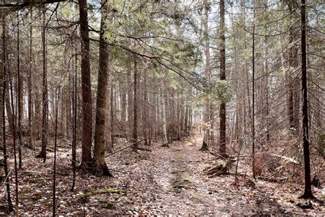 Hike This: A Feeling of Nostalgia on the Sugarbush Trail - Door County Pulse