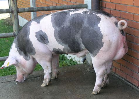 Pietrain breed pigs, photos, description, characterization