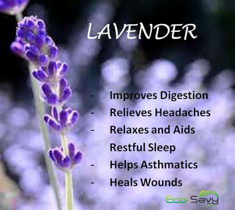 Six Health Benefits of Lavender | Eco-Savy