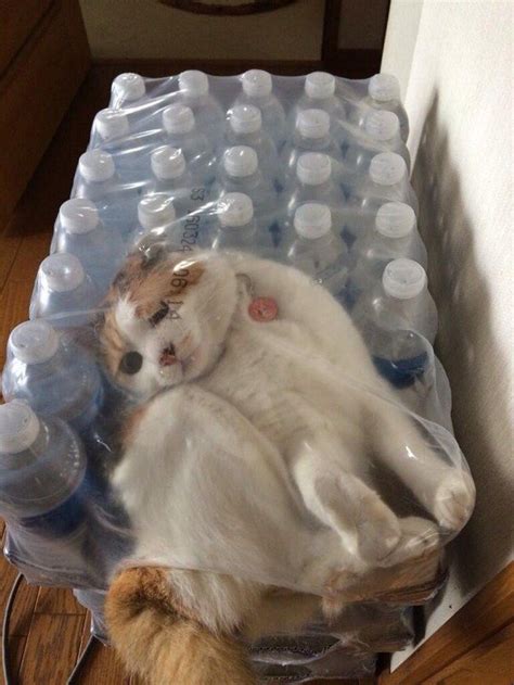 PsBattle: cat in water bottle package : r/photoshopbattles