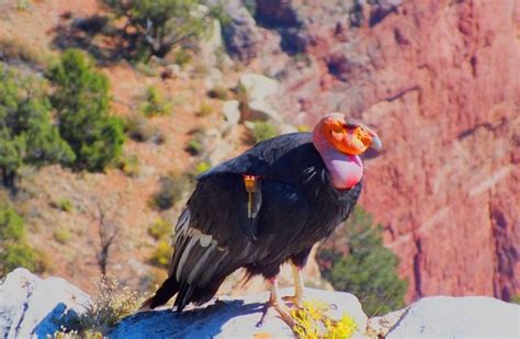 California Condor Facts, Size, Wingspan, Habitat, Diet, Pictures