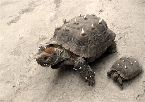 Pin by Kathi Bethel on TURTLES ....SO SLOWLY (With images) | Bowser, Weird pictures, Turtle love