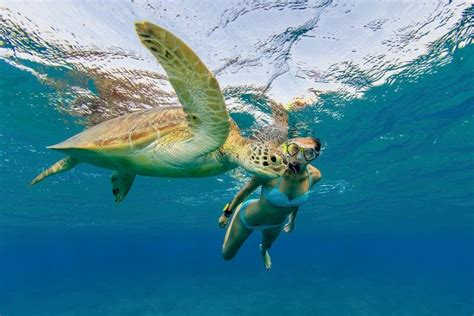 Snorkeling with sea turtles in Turtle Town, Maui | Snorkeling in Hawaii