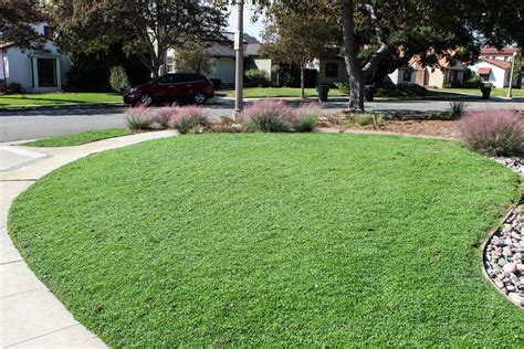 Drought Tolerant Lawn Alternatives: A Sustainable Solution For Your Garden – HomeDecorish