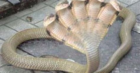 Conjoined twins snake king cobra. This snake was found at a temple in ...