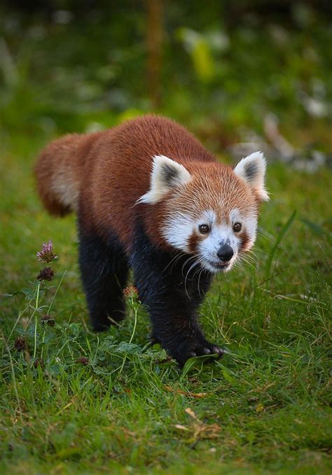 Brilliant Red Panda Duo at Chester Zoo - ZooBorns