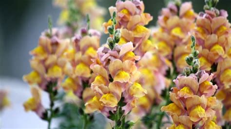 35 Beautiful Snapdragon Varieties for Your Garden