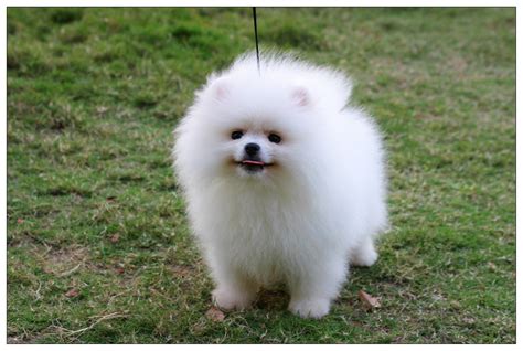 Pomeranian Puppies Pictures Photos Pics