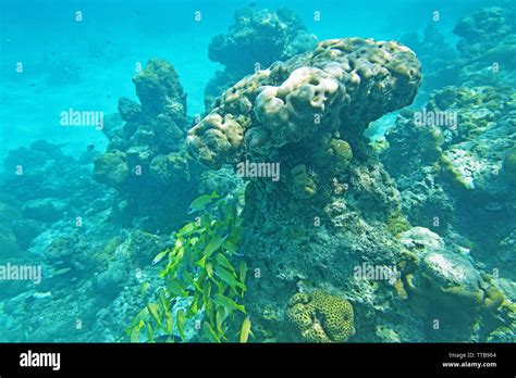 SCUBA diving and Underwater marine life, Lakshadweep, India Stock Photo ...