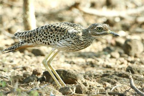 Nairobi National Park – Kenya Birding