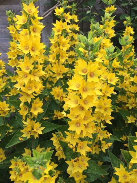 Yellow Loosestrife - Hardy Perennial Plant