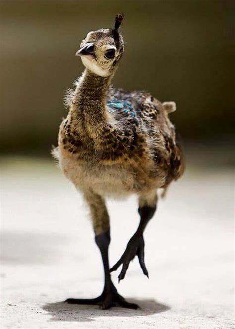 baby peacock | Animals beautiful, Animals, Beautiful birds