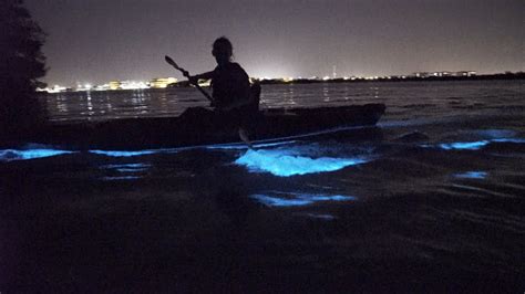 Embark on a Magical Bioluminescent Kayaking Tour this Summer