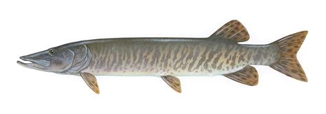 Muskellunge - Ontario Community Hatchery Program