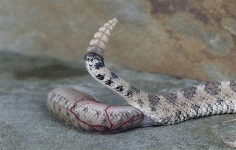 Do Snakes Lay Eggs? Everything You Need to Know - More Reptiles