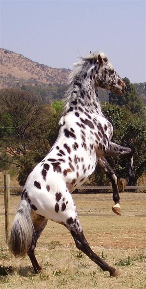 1000+ images about Horses - Spotted on Pinterest | Appaloosa horses ...