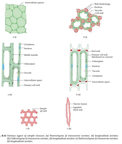 Plant Tissue - Meristematic - Simple, Complex Permanent Tissue