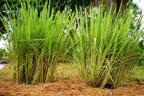 Lemongrass Oil Guatemalan : Berjé Inc