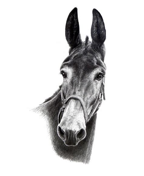 Mule Drawing by Carol Foerster - Pixels