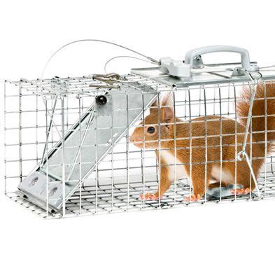 How to Trap Squirrels | Squirrel Trapping | Havahart US