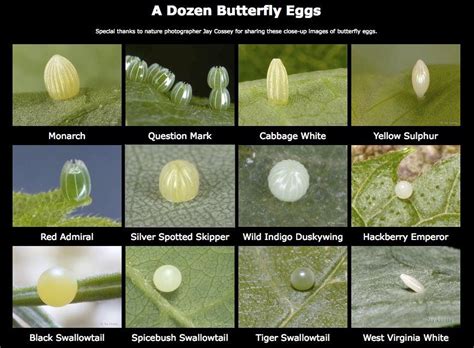 Identifying Insect Eggs In The Garden