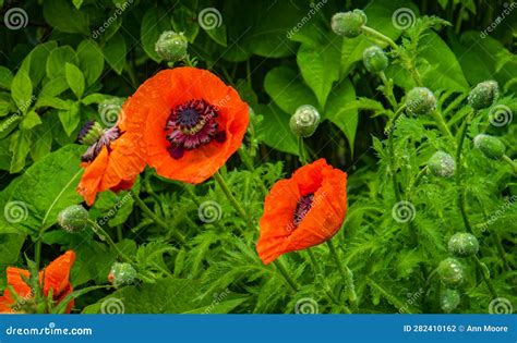 Orange oriental poppies stock photo. Image of garden - 282410162