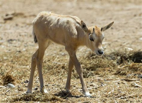 Baby of Antelope Arabian White Oryx Oryx Dammah Stock Image - Image of acacia, mammal: 92904885