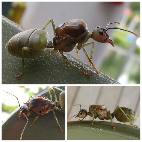 Queen green tree ant (Oecophylla smaragdina) in Singapore : r/ants