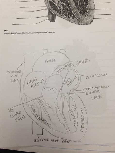 The Best of Anatomy: Sheep Heart Dissection