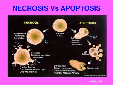 PPT - APOPTOSIS: An overview PowerPoint Presentation, free download - ID:6654584